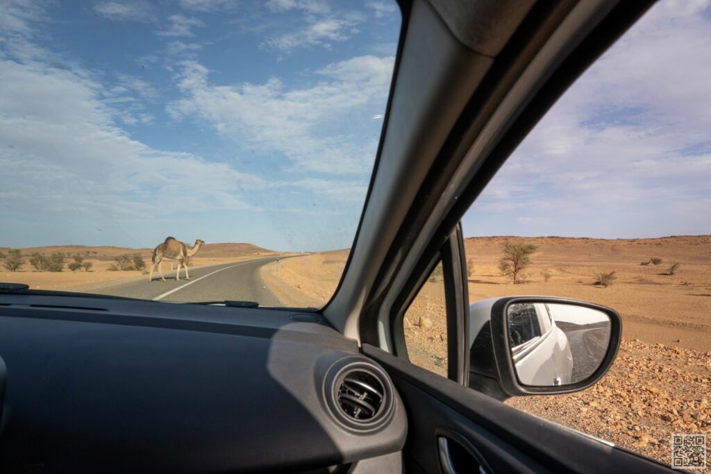 transportation in morocco, Domedar on the road in morocco