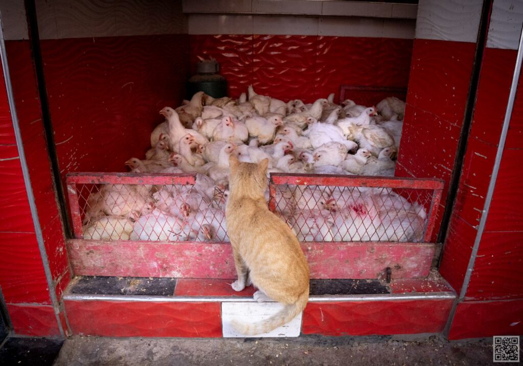 hungry cat in morocco