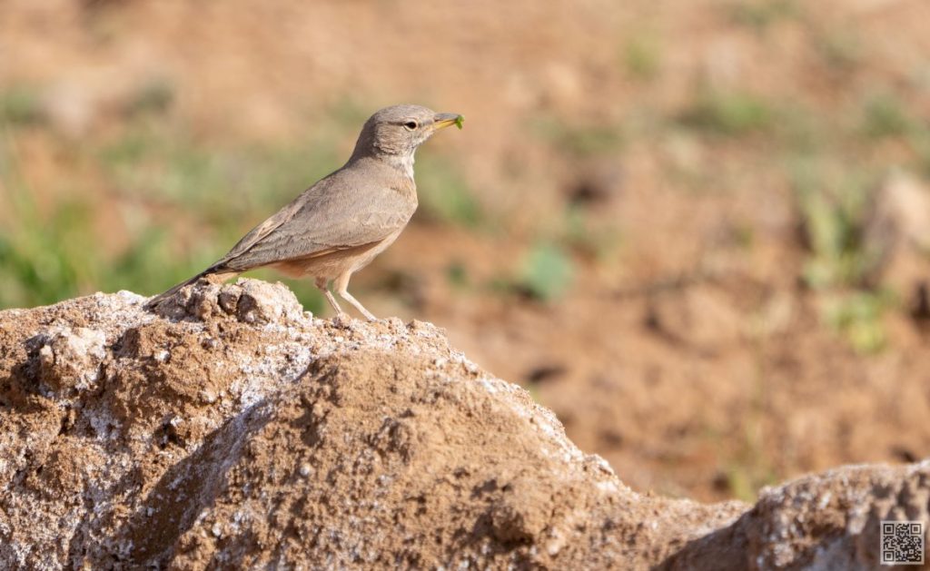 wheater morocco birds