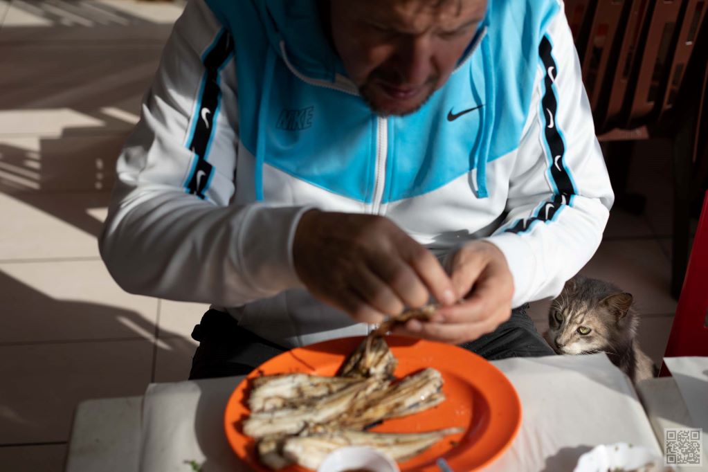 A cat is trying to beg for a little fish next to the tourist's table in El Jedida, Morocco.
Moroccan cats