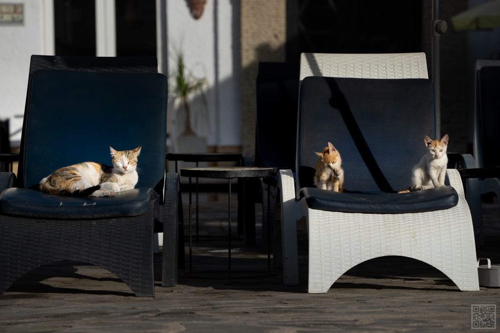 A family of cats is sitting and lying on sun loungers in the courtyard of a Moroccan hotel. Moroccan cats