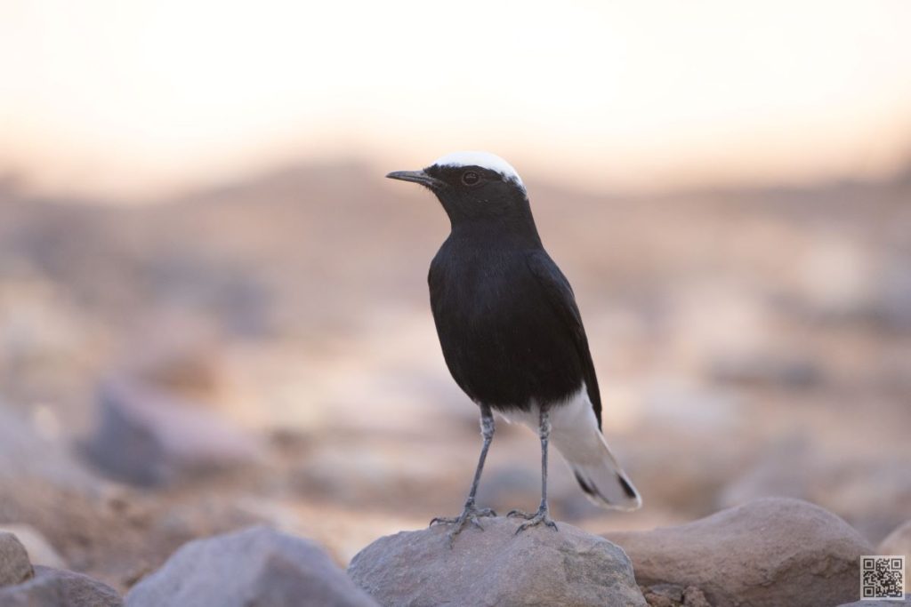 White-Crowned Wheatear