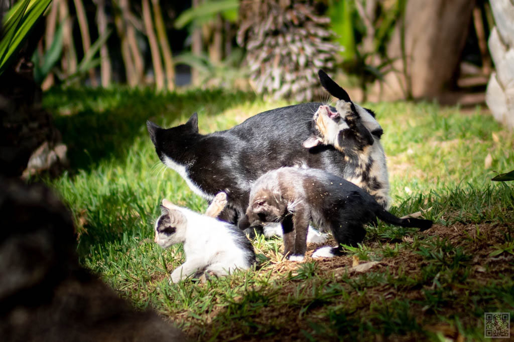 Complete cat families in Morocco.Moroccan cats
