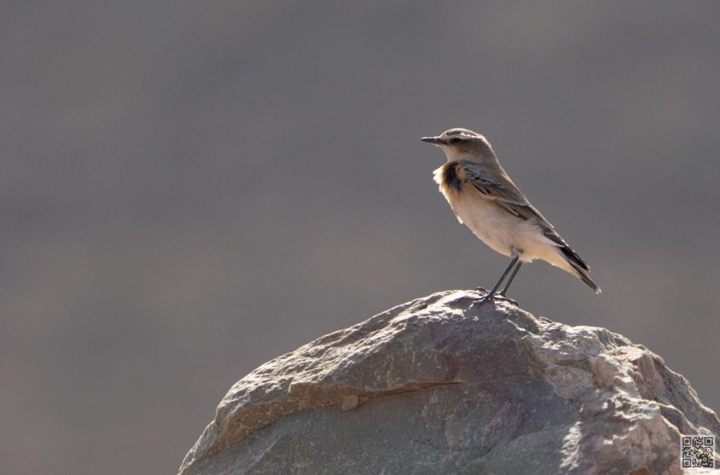 birdlife in morocco