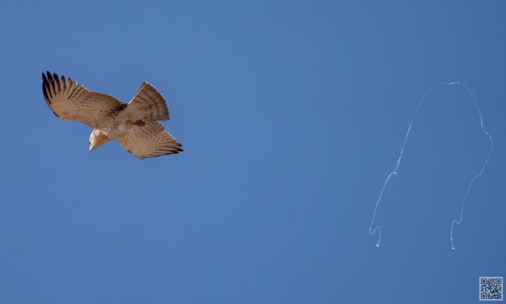 raptors in morocco, birding in morocco