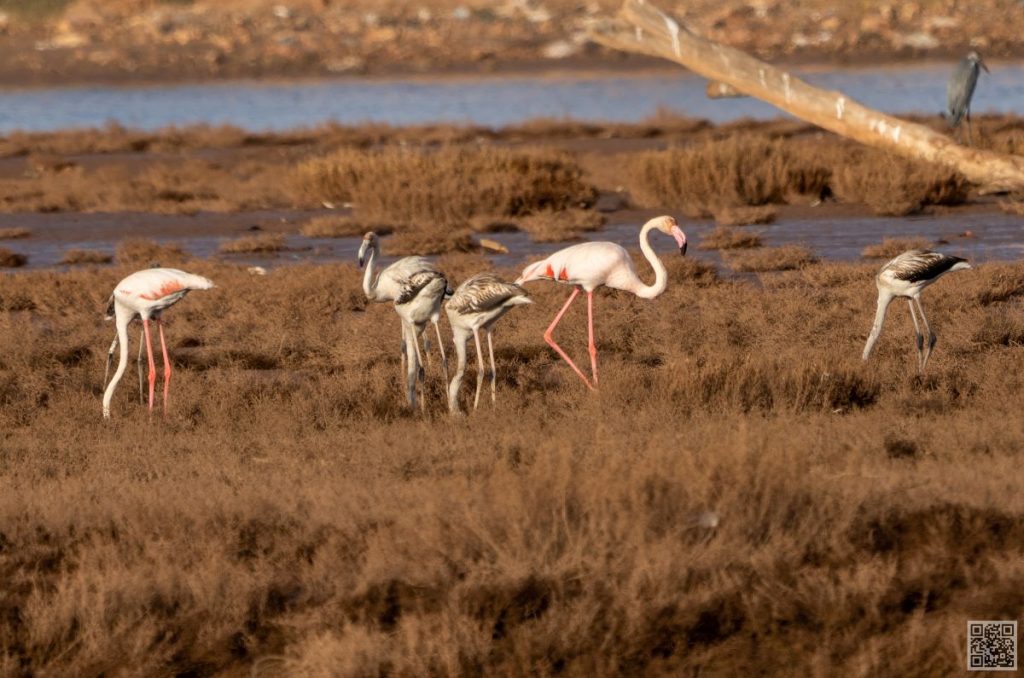 Flamencos in morocco