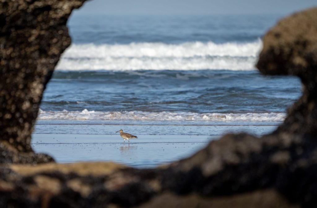 birding in morocco
