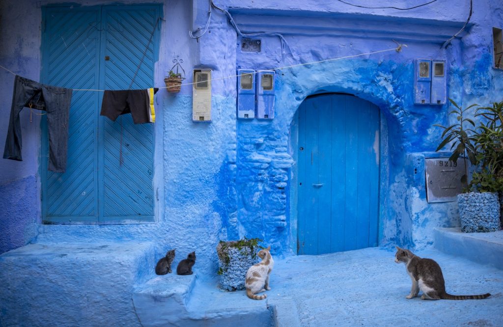 Cats in Morocco's medina