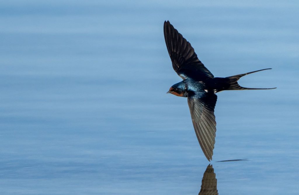 swallow in morocco