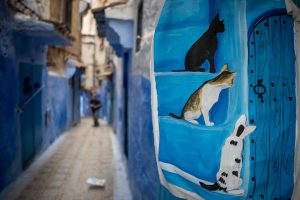 Cat paint in Chefchaouen, Morocco