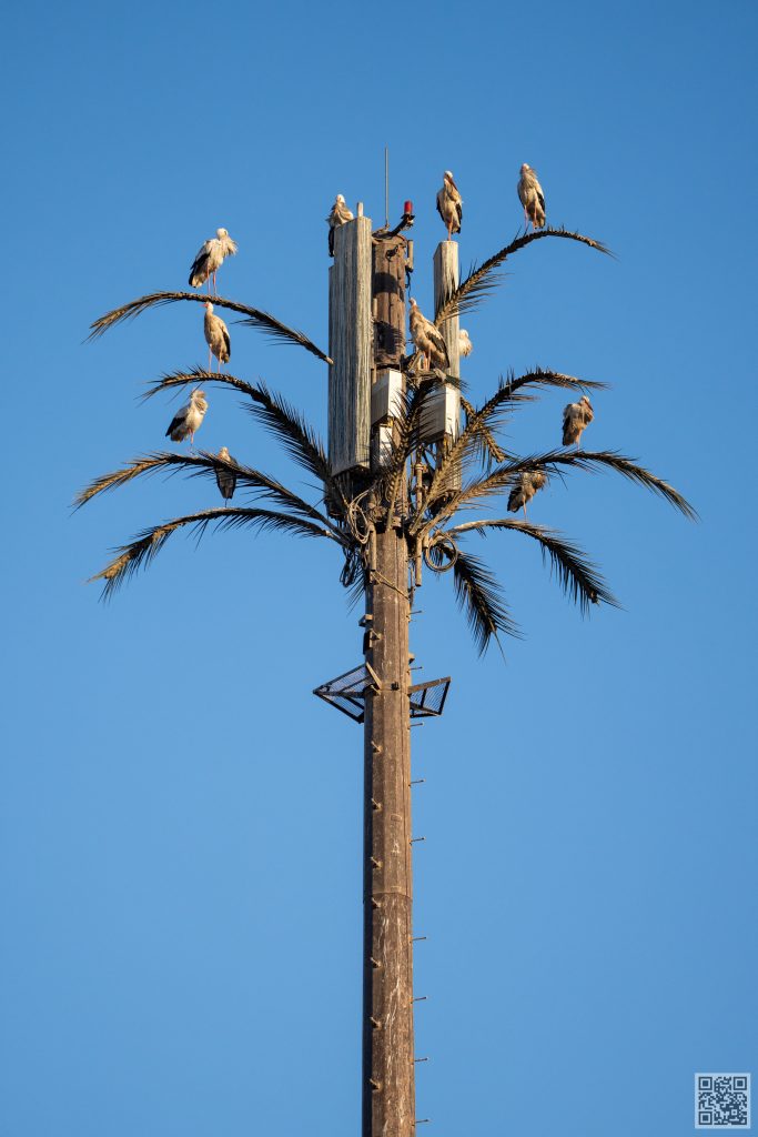 White Storks in Morocco. Birdlife in Morocco.