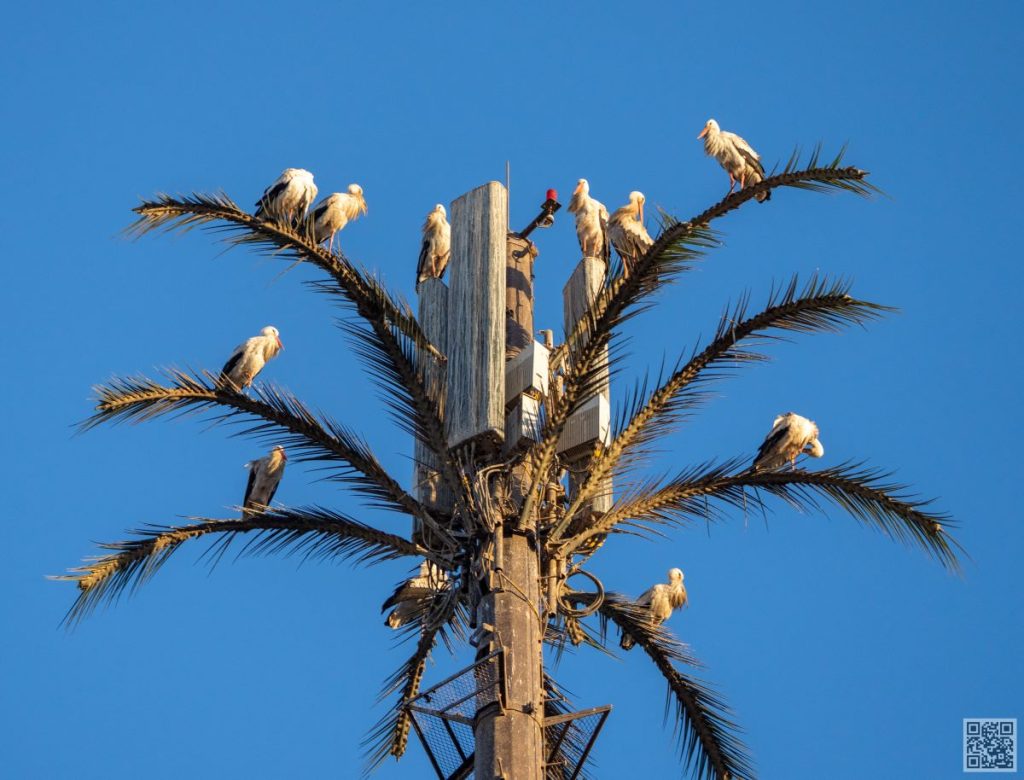 White storks in Morocco