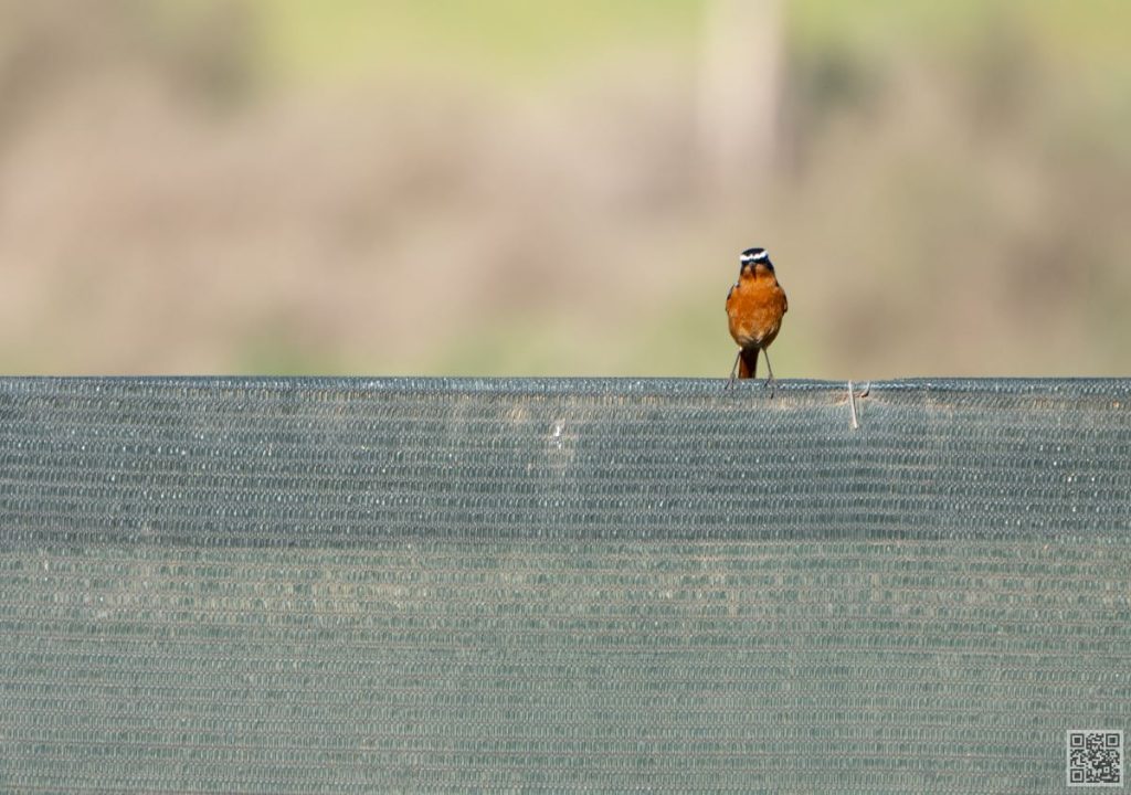 Moussier's redstarts. Birding morocco.