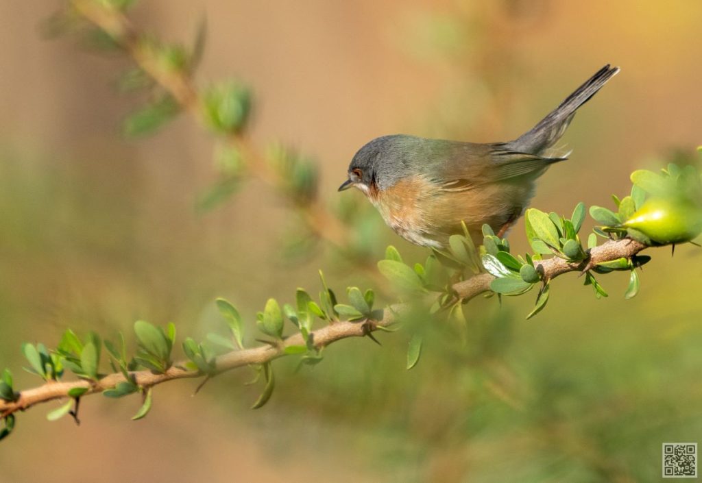 tristram warbler