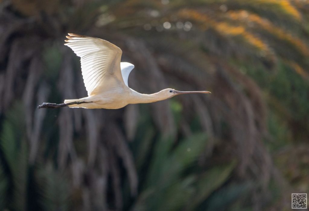 birding in morocco