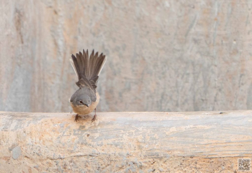 birding in morocco