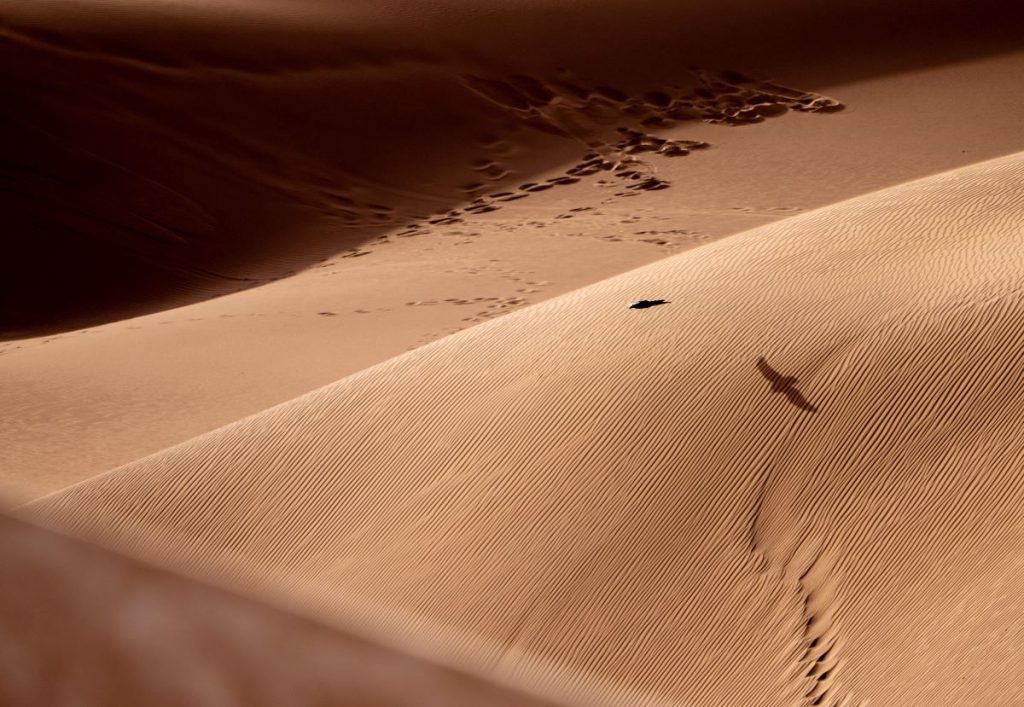 Brown necked ravens in Sahara desert