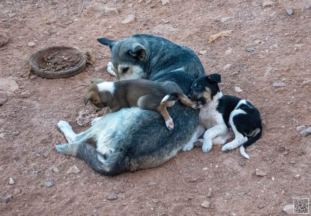 Puppies playing at their mother's feet after nursing, along the western coast of Morocco near the ocean.
