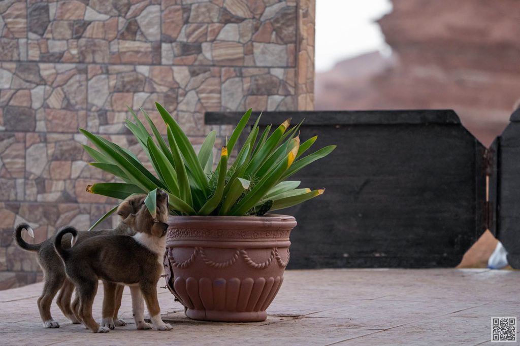 Puppies playing with a plant on the terrace of an oceanfront hotel in Morocco.