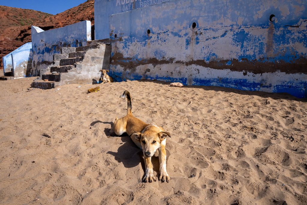 A dog lounging on the sandy shores of Sidi Ifni, Morocco