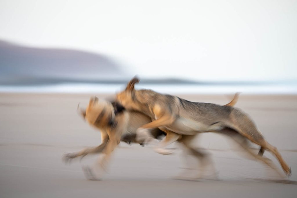 Stray dogs frolic along the ocean shore in western Morocco