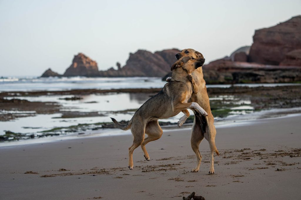 morocco stray dogs at the shore