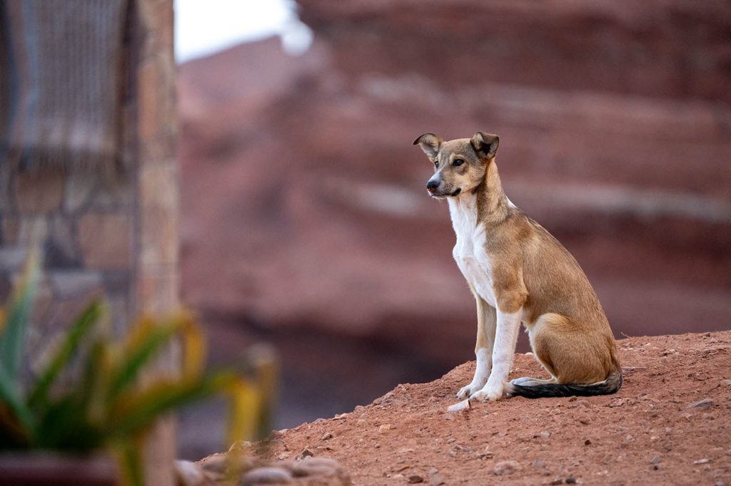 moroccan stray dog