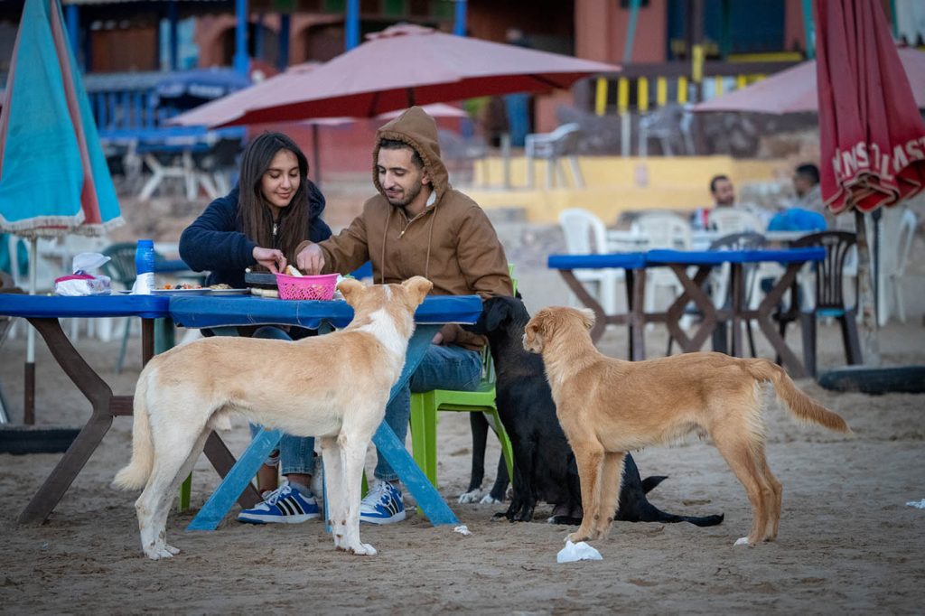 A Moroccan couple enjoys a meal at the table while two dogs attempt to beg for food from them.