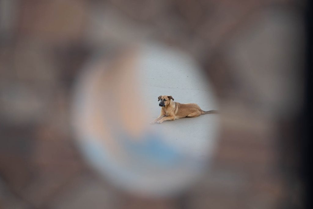 stray dog in morocco