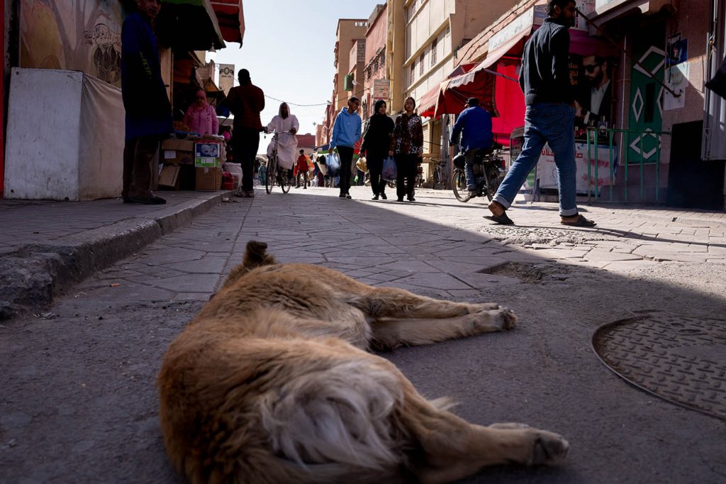 A dog cools off on a busy street near Agadir.