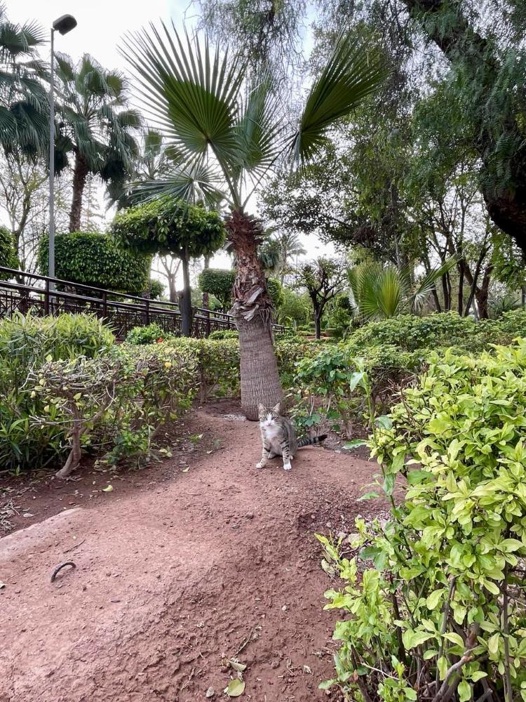 cat at a tree in cyber parc, Marrakech