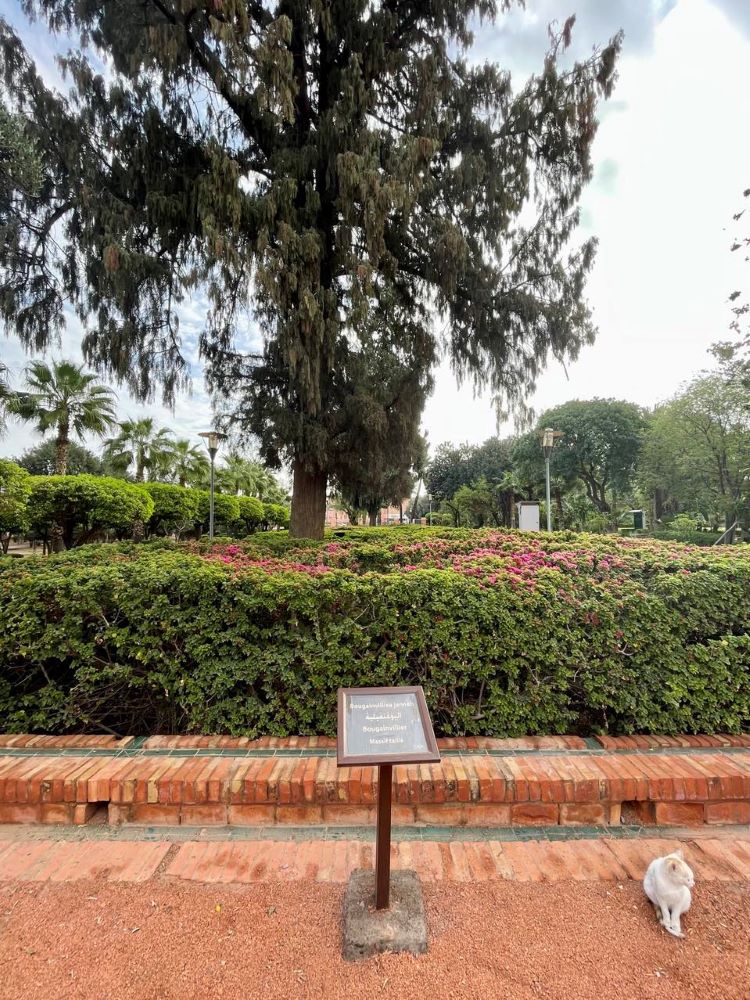 Information boards about the origin and scientific names of trees and plants.