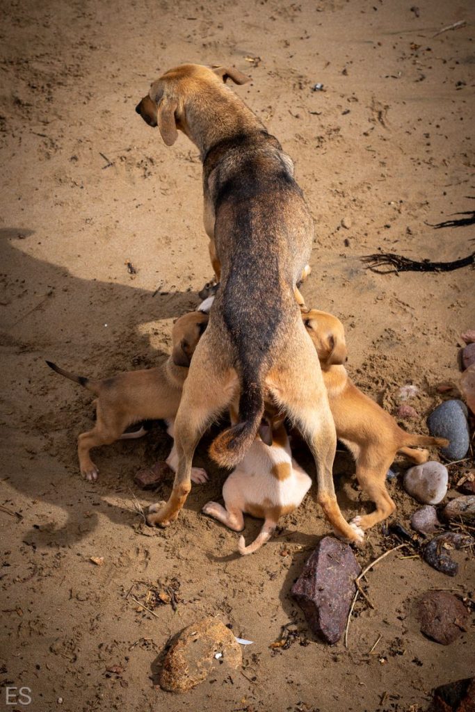 Moroccan stray dog and her puppies at Legzira beach