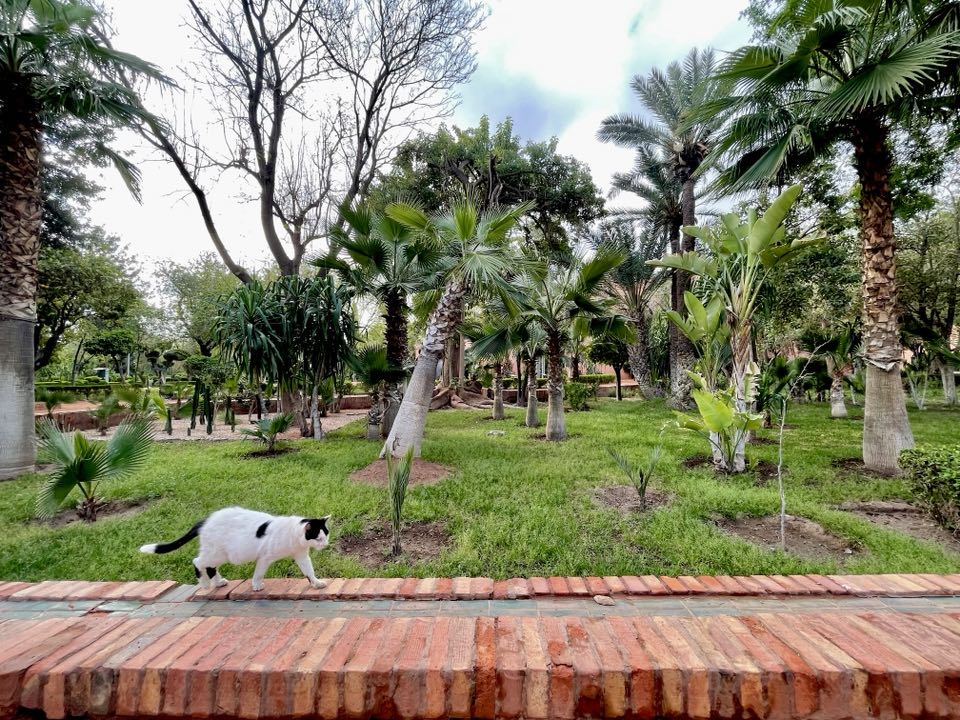 A cat in Cyber Park, Marrakech