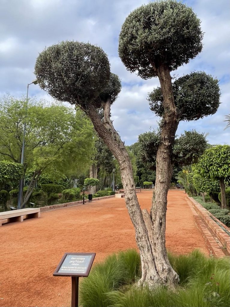 A unique and beautiful tree in the Cyber Park, Marrakech