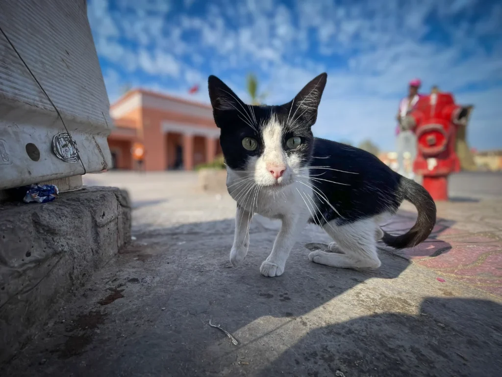 Another cat at Jemaa El Fna square