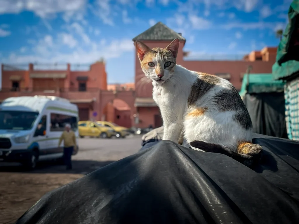 cat at jemaa el fna square, Marrakech