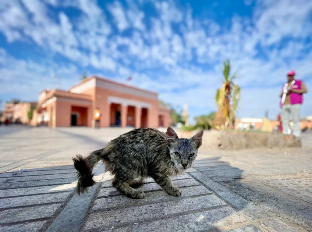 gremlins, marrakech, jemaa el fna, cats in morocco, morocco photo tour