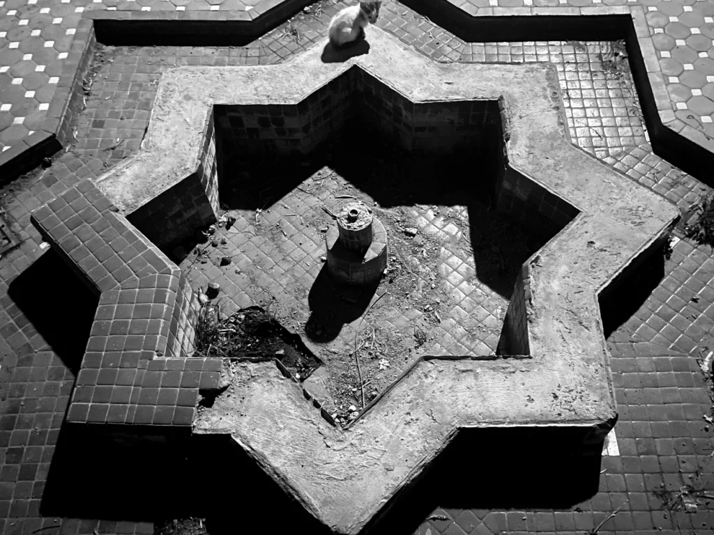 kitten in Morocco, Chefchaouen