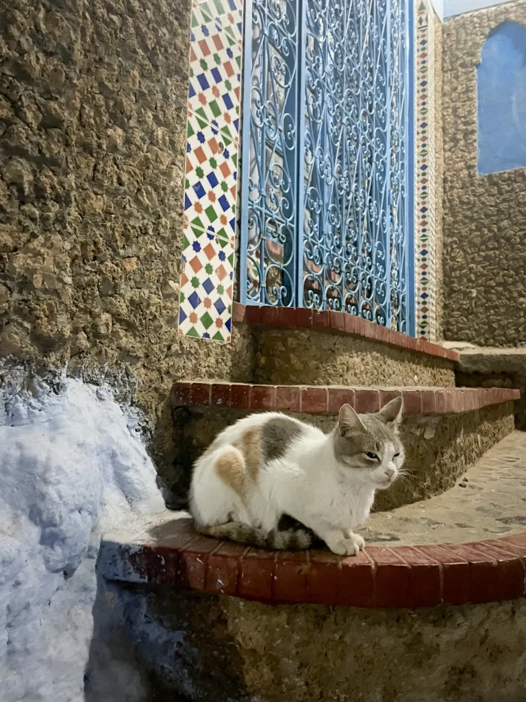 Cats of Morocco