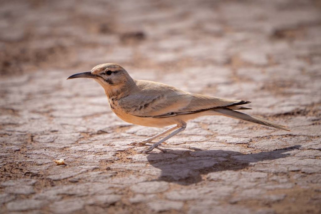 birding in morocco