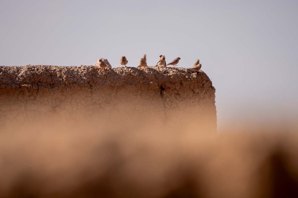 birding in the sahara, morocco