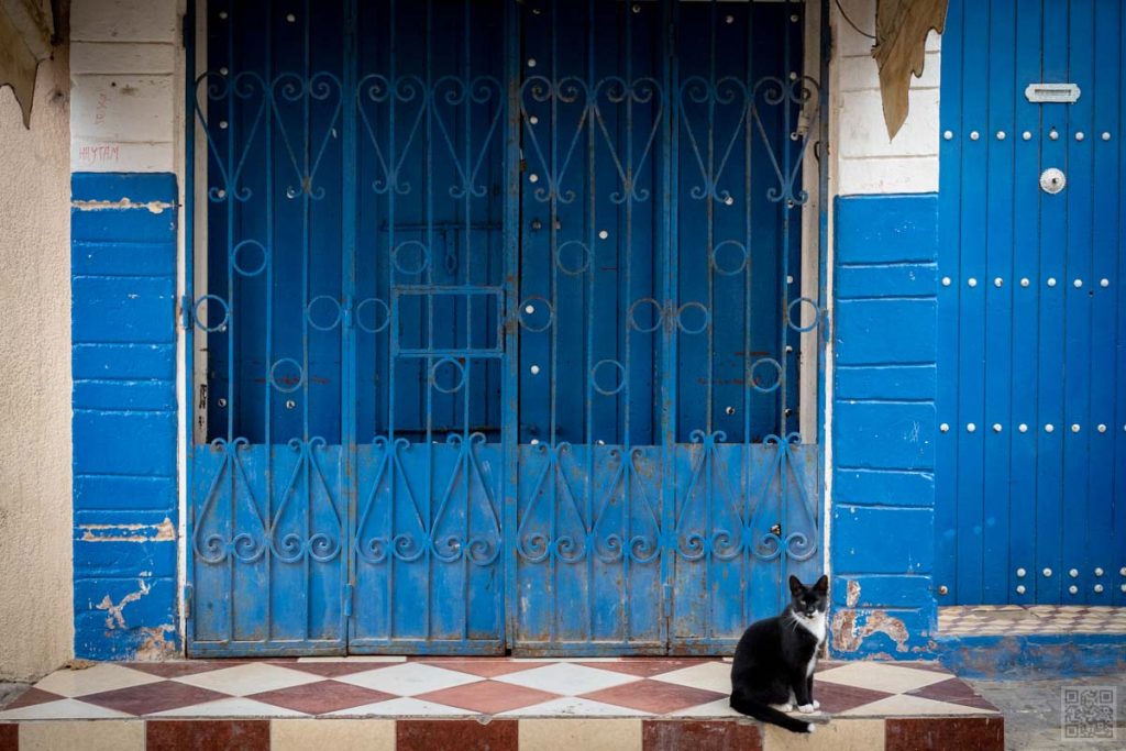 Cat in Morocco, El Jadida