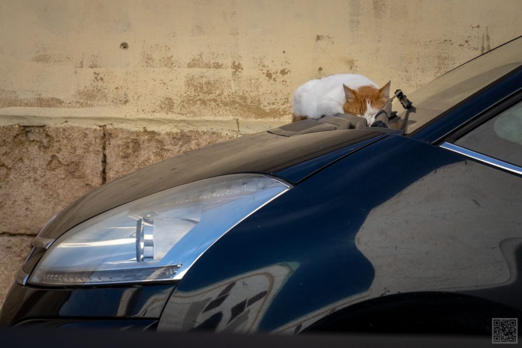 Cat resting on a car in El Jedida