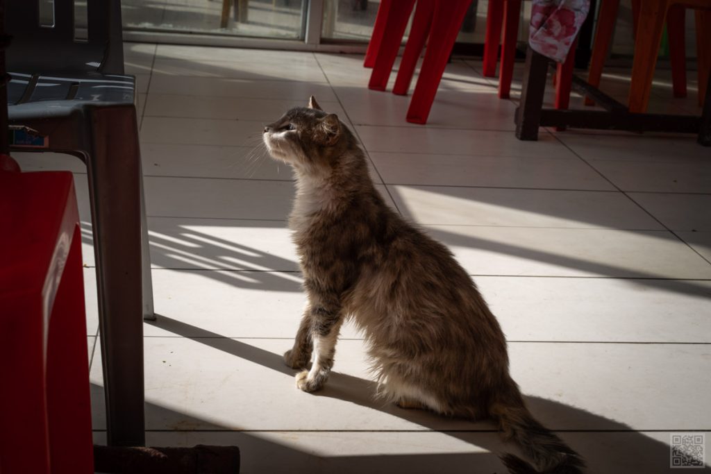 El Jadida, Morocco, resaurant, cats