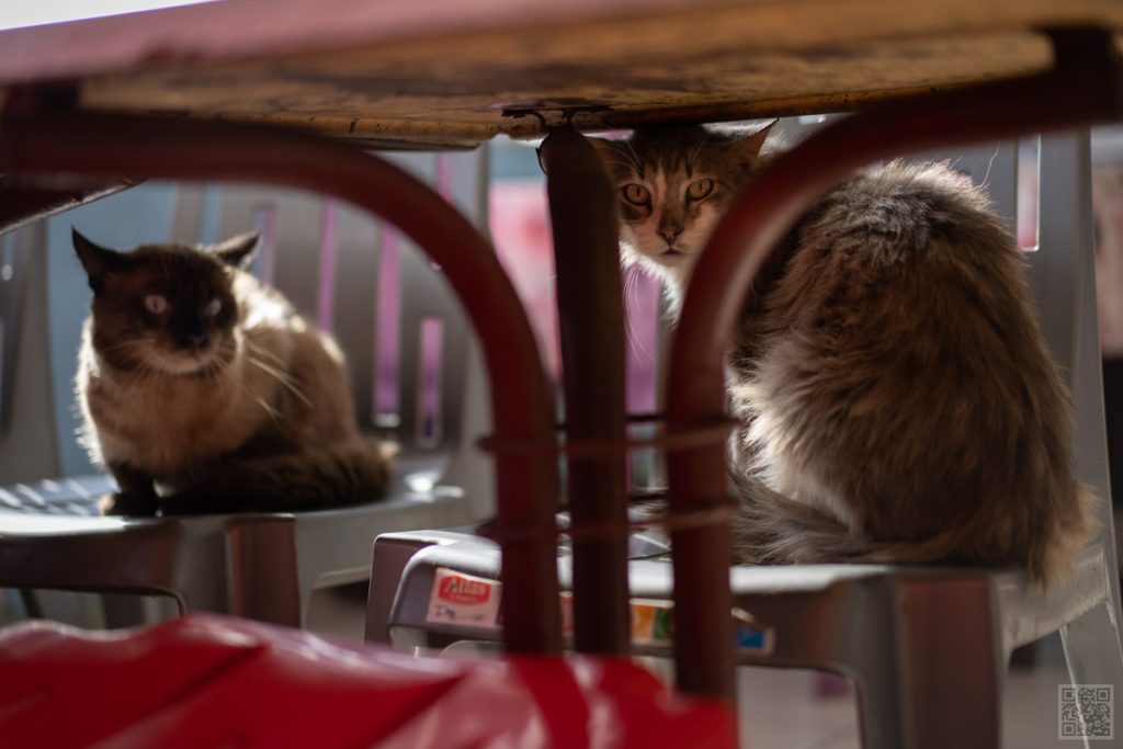 El Jadida, Morocco, resaurant, cats