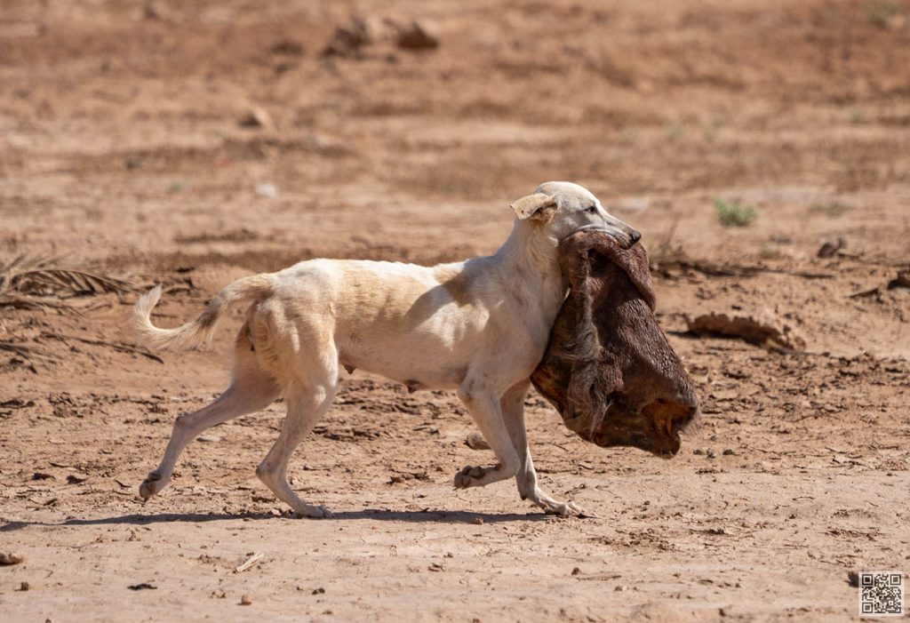 A stray dog carrying what appears to be a complete animal hide, likely for its puppies, in the Sahara desert beside a roadside. There might be a small amount of leftover meat on the other side of the fur?