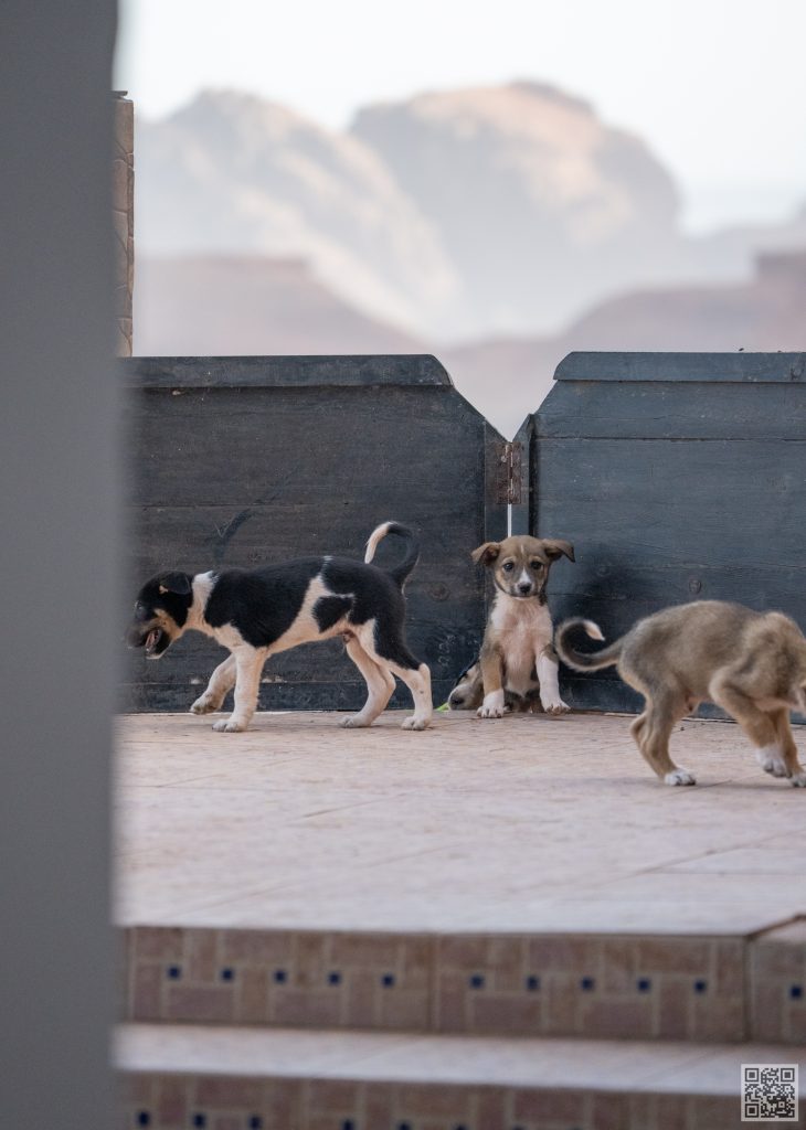 Puppy dog cuddle through a gap in the door of a coastal hotel by the ocean.