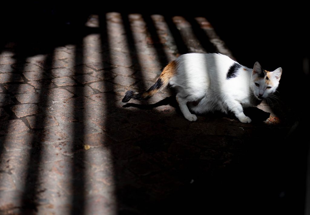 cat in medina of Marrakech