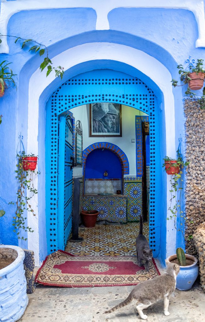 Cats in Chefchaouen, Morocco